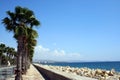 Palm Trees by beach