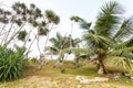 Palm trees, beach.