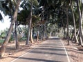 palm trees on the beach, beautiful road side coconut trees. Road side trees view. Royalty Free Stock Photo