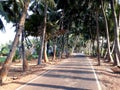 palm trees on the beach, beautiful road side coconut trees. Road side trees view. Royalty Free Stock Photo