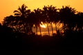 Palm trees on the beach during beautiful sunset Royalty Free Stock Photo