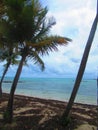 Palm trees on the beach and behind the blue sea Royalty Free Stock Photo