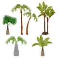 Palm trees. Beach california plants brazil hawaii garden palms leaf vector cartoon collection