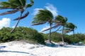 Palm Trees on an Caribbean Island in Wind Royalty Free Stock Photo