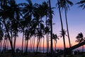 Palm trees at beach at dusk