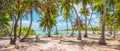 Palm trees on the beach of Fakarava, French Polynesia. Panorama landscape.