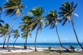 Palm trees on the beach, Grande-Terre, Guadeloupe, Lesser Antilles, Caribbean
