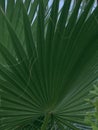 Very beautiful palm trees on the tropical beach Royalty Free Stock Photo