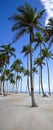 Palm trees on the beach of Ilha Atalaia, Canavieiras, Bahia, Brazil, South America Royalty Free Stock Photo