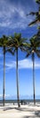 Palm trees on the beach of Ilha Atalaia, Canavieiras, Bahia,  Brazil, South America Royalty Free Stock Photo