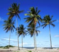 Palm trees on the beach of Ilha Atalaia, Canavieiras, Bahia,  Brazil, South America Royalty Free Stock Photo