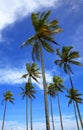 Palm trees on the beach of Ilha Atalaia, Canavieiras, Bahia, Brazil, South America Royalty Free Stock Photo