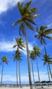 Palm trees on the beach of Ilha Atalaia, Praia da Costa, Canavieiras, Bahia,  Brazil Royalty Free Stock Photo