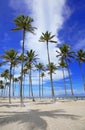 Palm trees on the beach of Ilha Atalaia, Canavieiras, Bahia, Brazil, South America Royalty Free Stock Photo