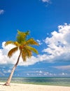 Palm trees on the beach ion Key West Florida Royalty Free Stock Photo