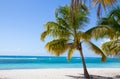 Palm trees on the beach of Isla Saona Royalty Free Stock Photo