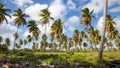 Palm trees on the beach of Isla Saona Royalty Free Stock Photo