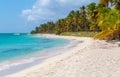 Palm trees on the beach of Isla Saona Royalty Free Stock Photo