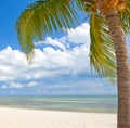 Palm trees on the beach on Key West Florida Royalty Free Stock Photo