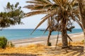 Palm trees at the beach of Kiotari on Rhodes island, Greece