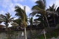 Palm trees in the beach in Mancora, Piura, Peru. Royalty Free Stock Photo