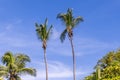 Palm Trees on the Beach Manuel Antonio