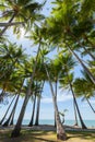 Palm trees on the beach at the day time in the sun