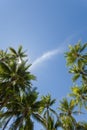 Palm trees on the beach at the day time in the sun