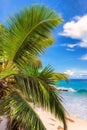 Palm trees beach at Praslin island, Seychelles Royalty Free Stock Photo