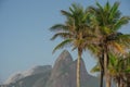 Palm trees on the beach of Rio de Janeiro with Dois Irmaos in the background