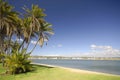 Palm trees at the beach in San Diego