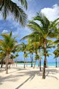 Palm trees on the beach