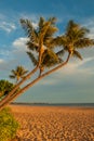 Palm Trees and Beach at Sunset on Maui Royalty Free Stock Photo