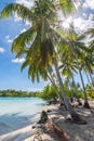 Palm trees on the beach of Tahaa Island, French Polynesia