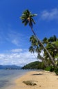 Palm trees on a beach, Vanua Levu island, Fiji Royalty Free Stock Photo