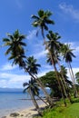 Palm trees on a beach, Vanua Levu island, Fiji Royalty Free Stock Photo