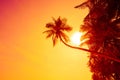 Palm trees on beach at vivid tropical sunset Royalty Free Stock Photo