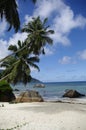 Palm trees at Beau Vallon beach, Seychelles