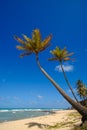 Palm trees and a beautiful beach Royalty Free Stock Photo