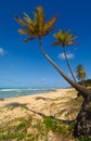 Palm trees and a beautiful beach Royalty Free Stock Photo