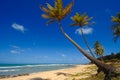 Palm trees and a beautiful beach Royalty Free Stock Photo