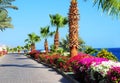 Palm trees,beautiful blooming flowers and footway in tropical garden on Red sea coast.