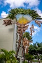 Palm trees in beautiful Honolulu, Hawaii Royalty Free Stock Photo