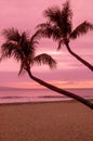 Palm Trees in a Beautiful Maui Beach Sunset Royalty Free Stock Photo
