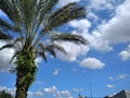 Palm trees and beautiful sky make a perfect blend Royalty Free Stock Photo