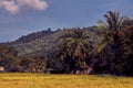 Palm trees and beautiful sky tropical landscape Royalty Free Stock Photo