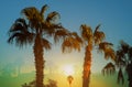 Palm trees a beautiful skyline and palm trees at sunset Royalty Free Stock Photo
