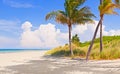 Palm trees on a beautiful sunny summer afternoon