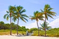 Palm trees on a beautiful sunny summer afternoon