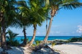 Palm trees. Beautiful tropical landscape, blue sky and turquoise sea in the background. Royalty Free Stock Photo